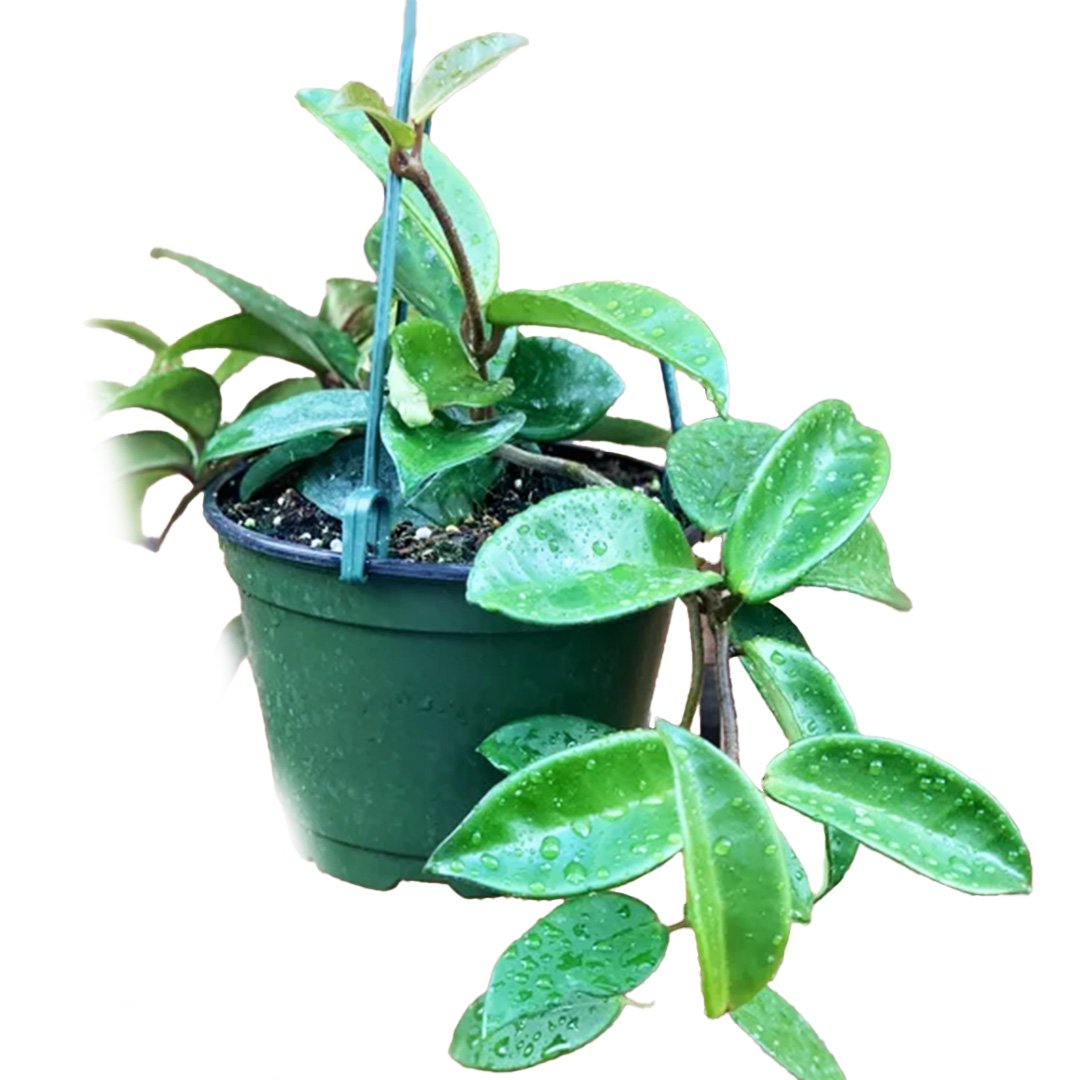 Hoya Carnosa Green
